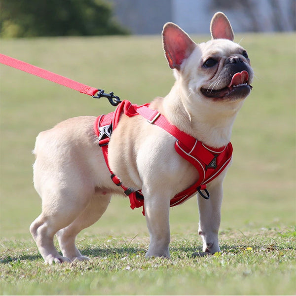 Reflective Dog Harness for Small Dogs - Night Safety
