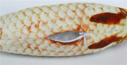 Cat Favor Fish Toy - Realistic Flopping Motion