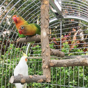 Natural Wooden Birds Perch - Healthy Foot Exercise