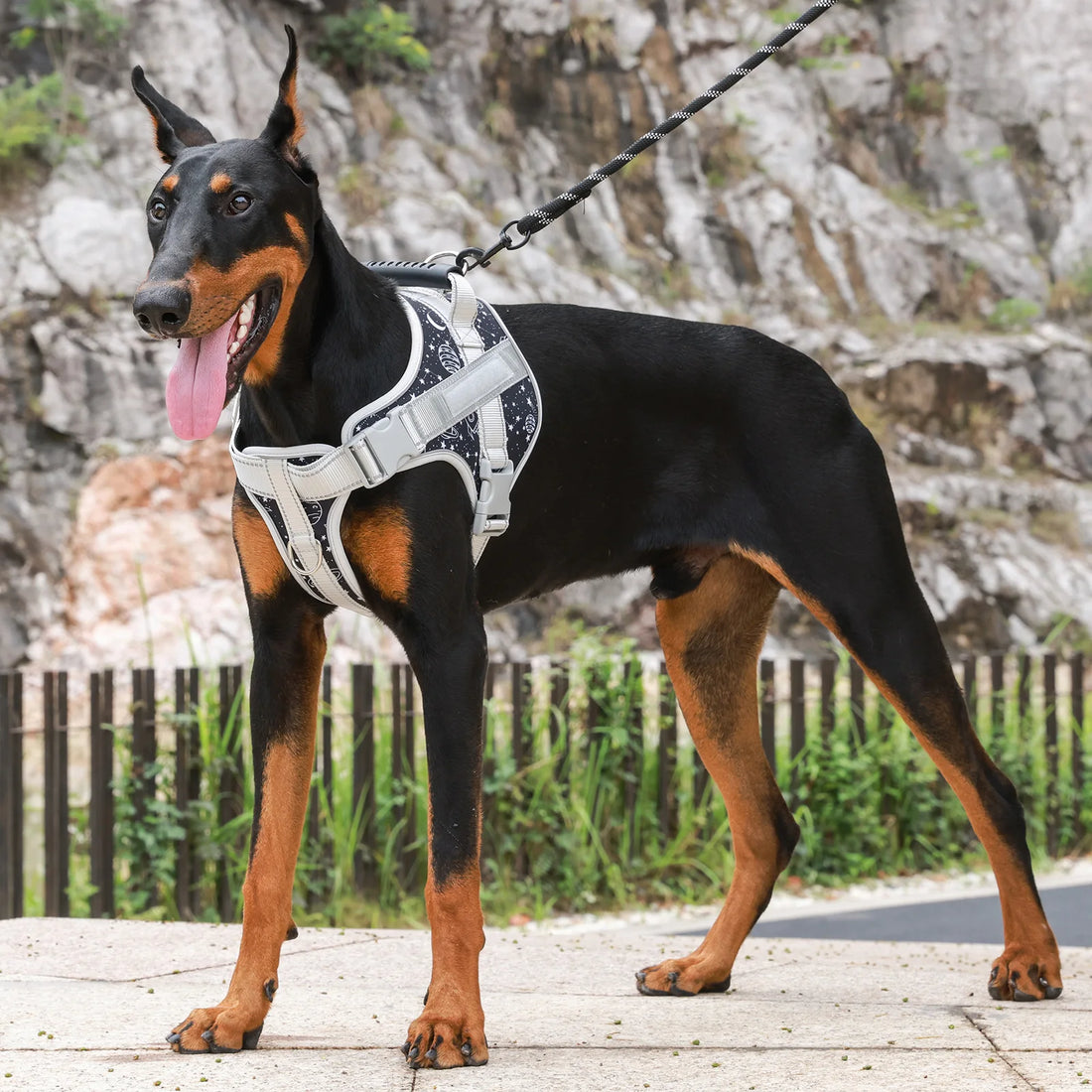 Dog Accessories