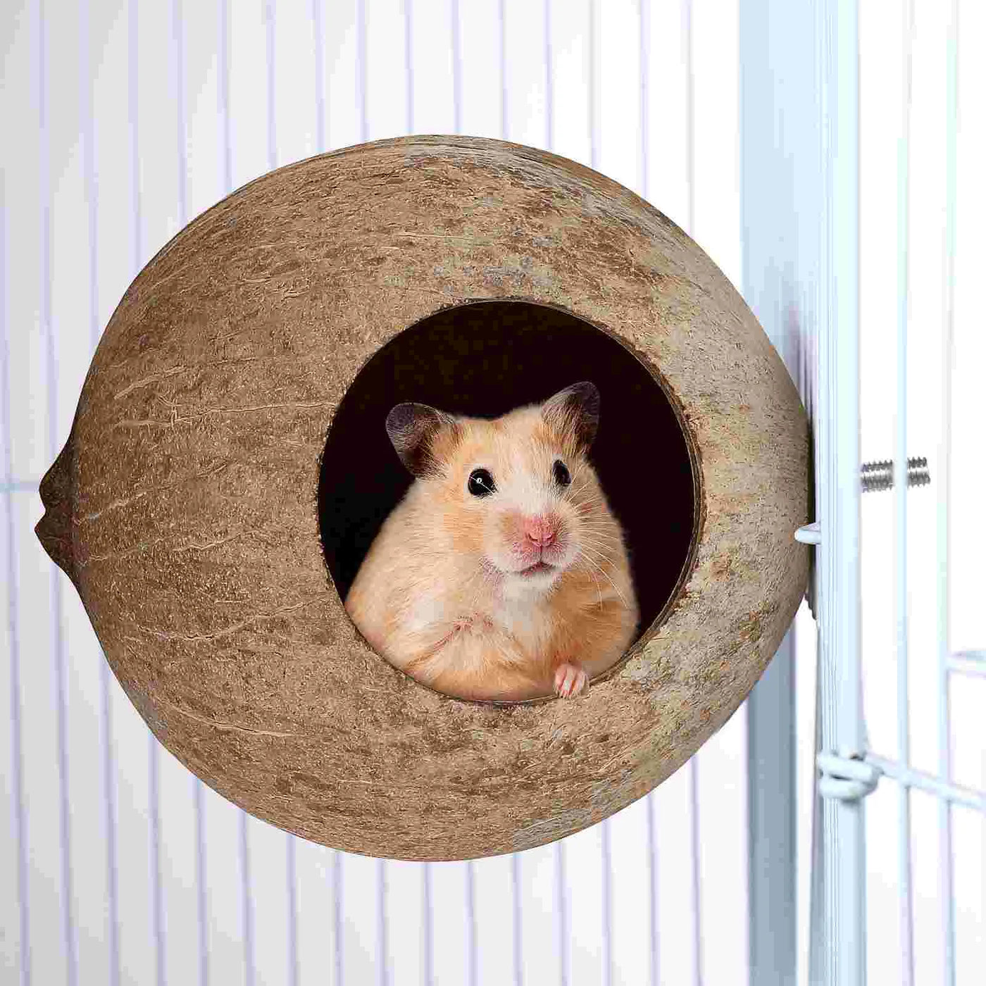 Coconut Shell Bird House - Natural Nesting Hideaway